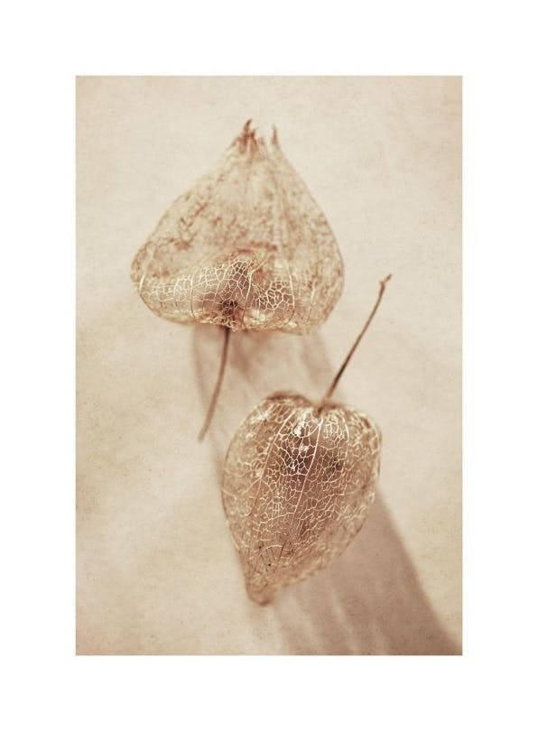 Delicate Husk Poster (50x70 cm)