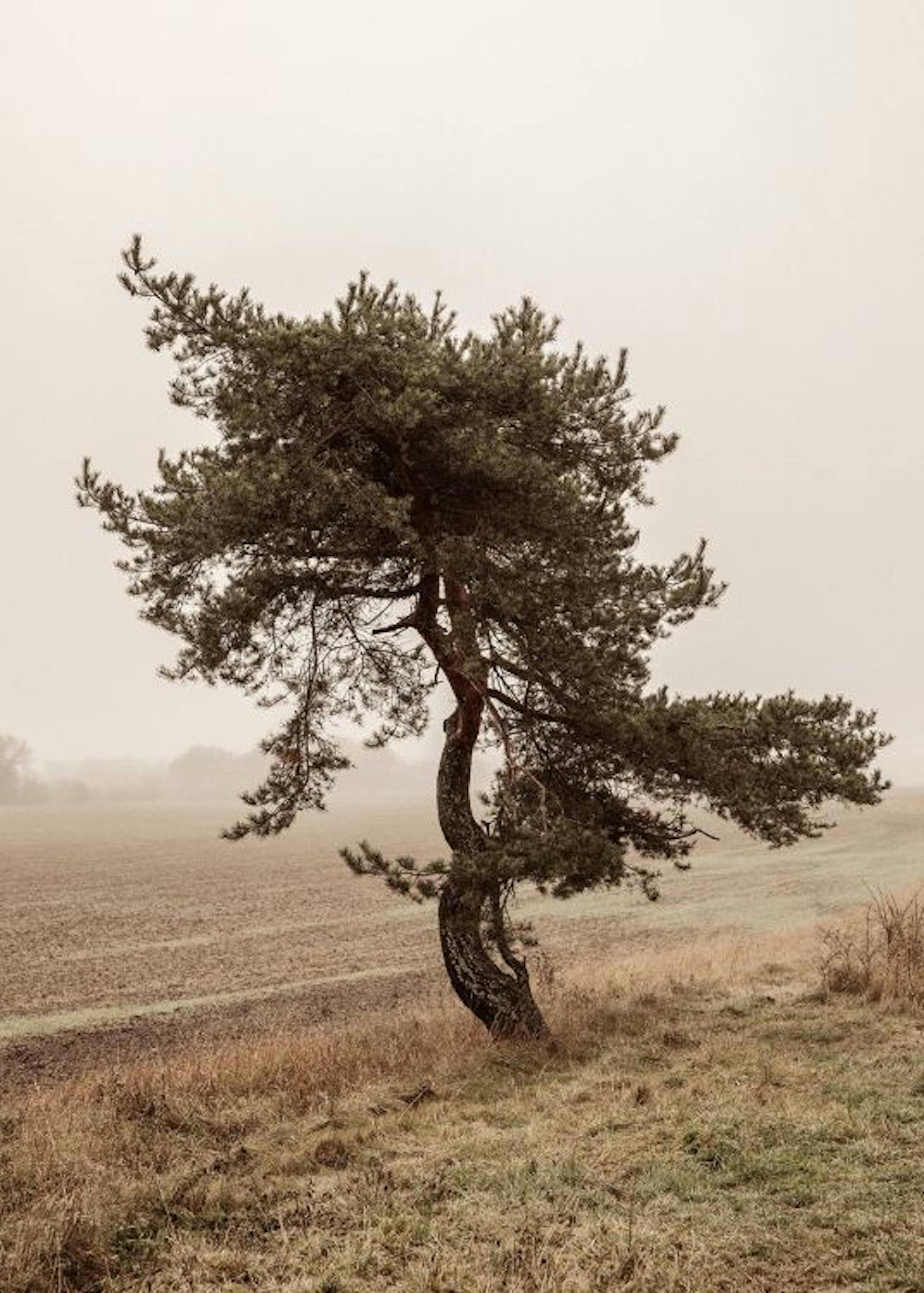 Moody Tree Plakat