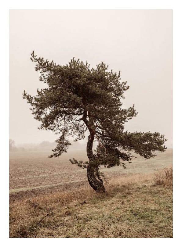 Moody Tree Plakat (50x70 cm)- Zdjęcia natury