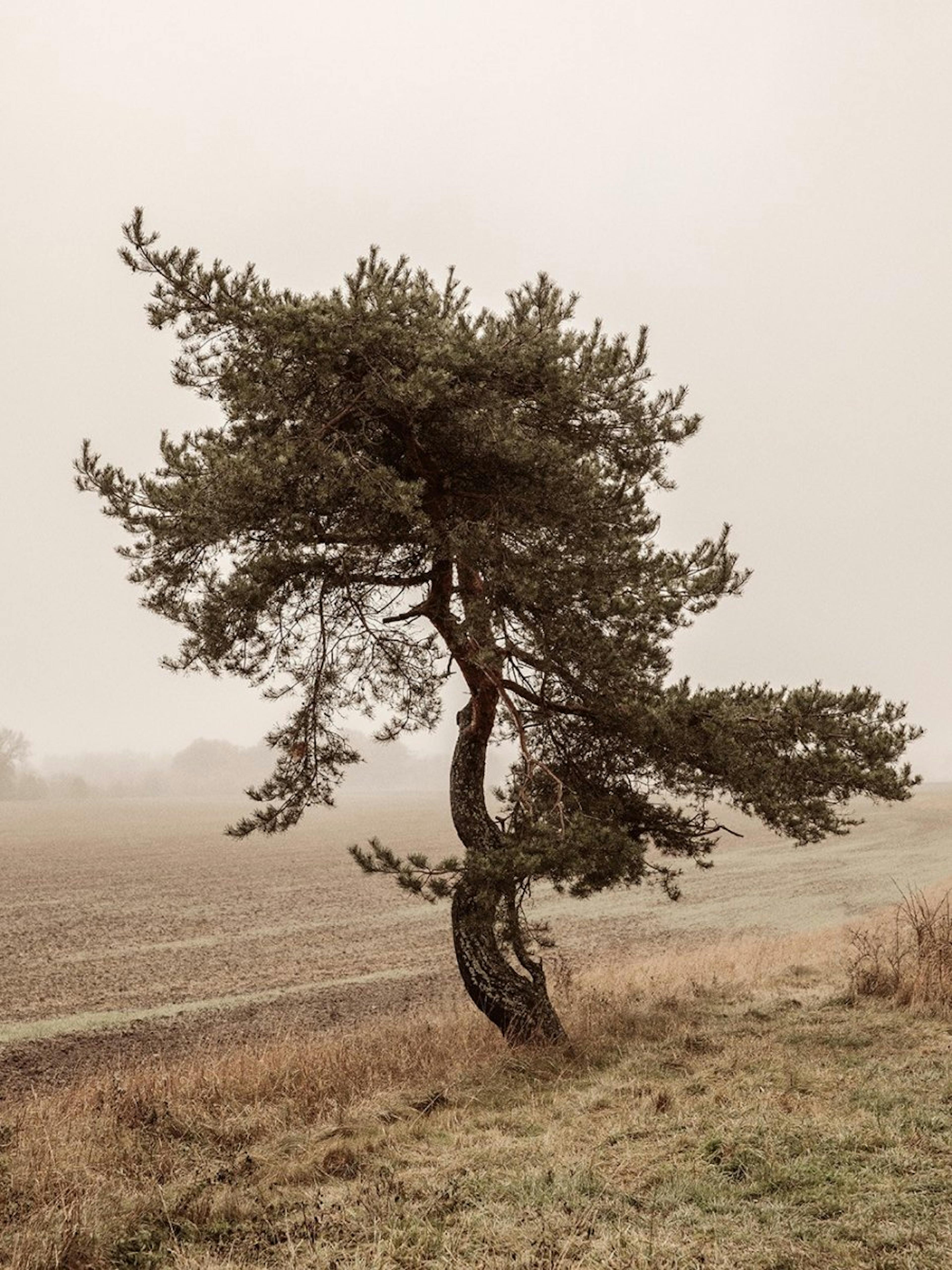 Moody Tree Juliste 0