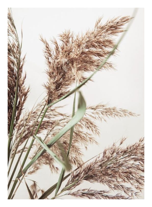 Rustic Reed Plakat (30x40 cm)- Suszone rośliny