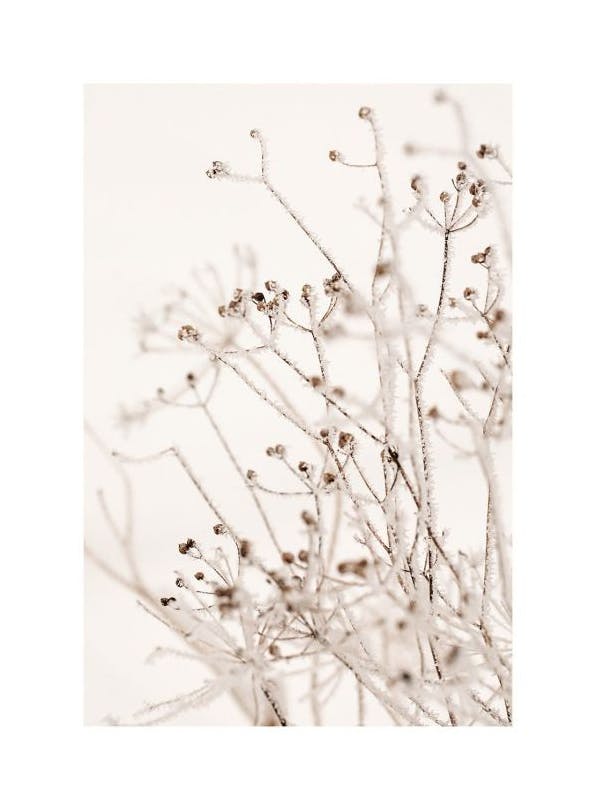 Winter Botanical Plakat (50x70 cm)- Suszone rośliny
