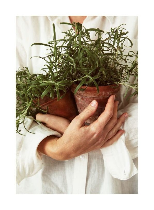 Fresh Rosemary Plakat (50x70 cm) - Plakater > Kjøkkenplakater