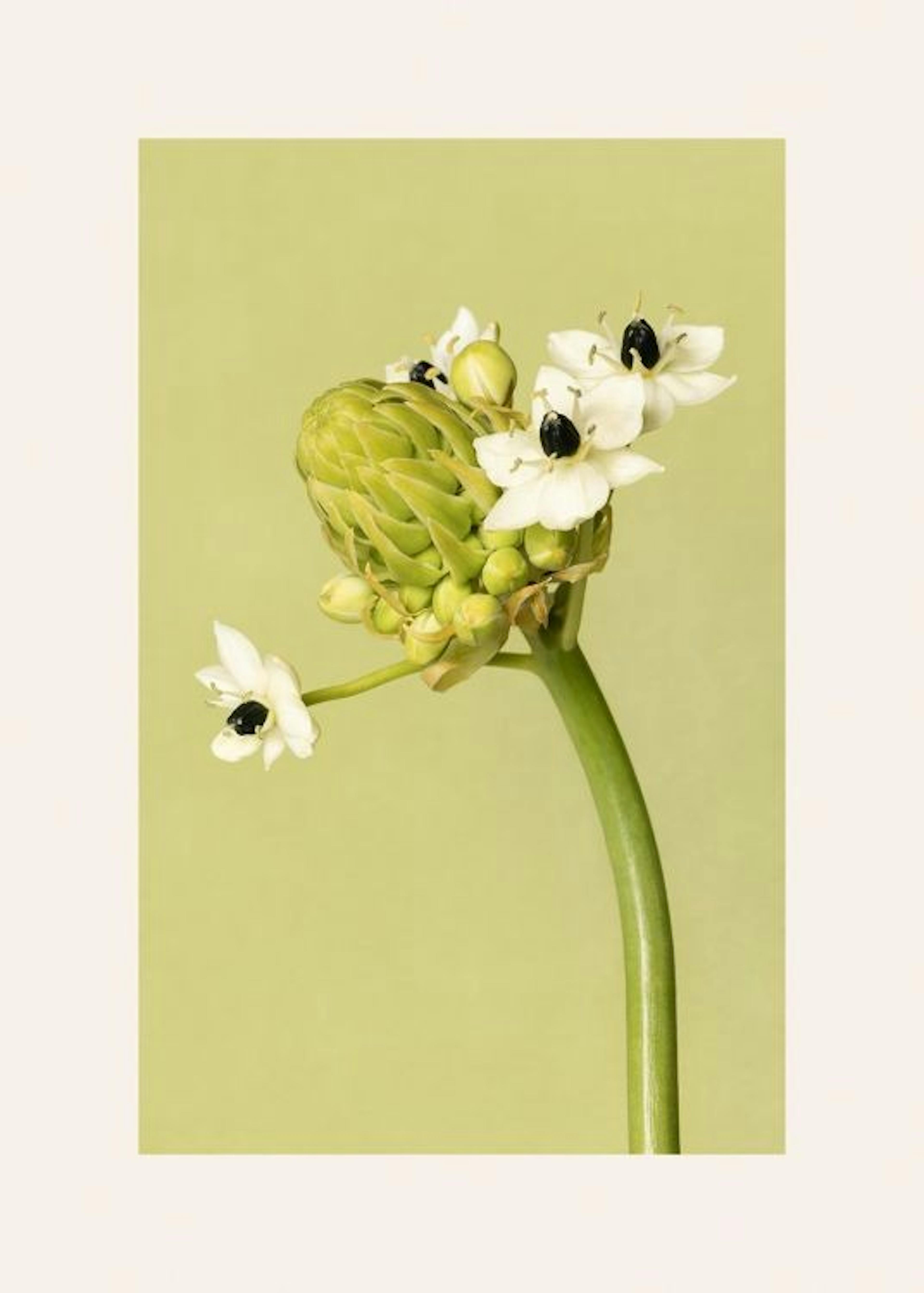 The Garden Star of Bethlehem Print