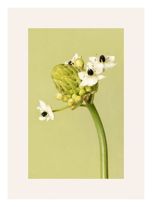 The Garden Star of Bethlehem Poster (30x40 cm) - Bloemen