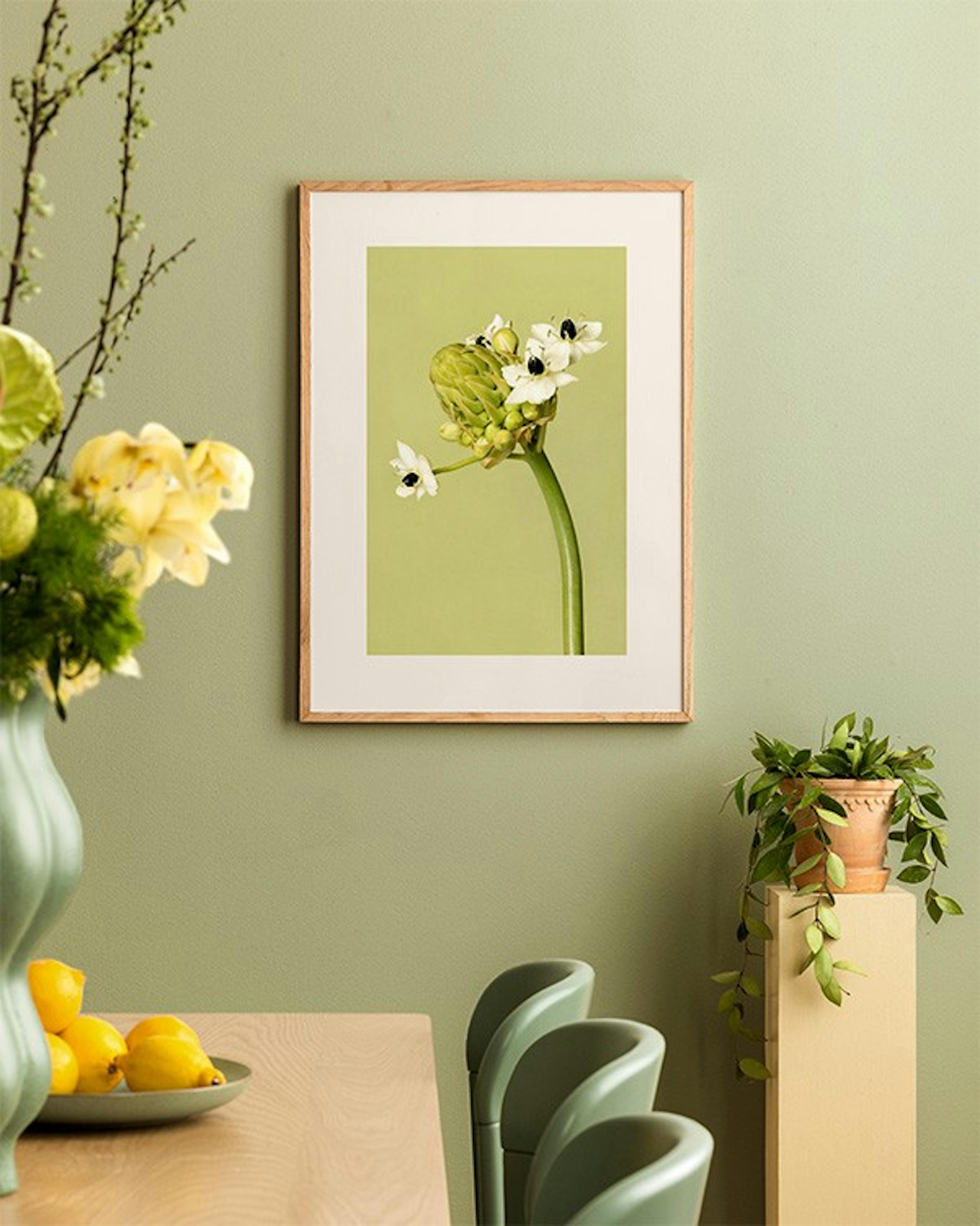 The Garden Star of Bethlehem Print