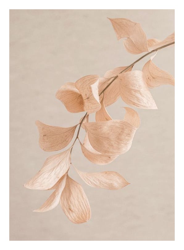 Pastel Grace Poster (30x40 cm)- Poster di fiori & piante