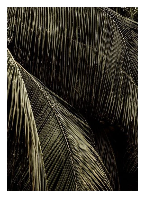 Prints - Palm Reverie Print (30x40 cm) - Palm prints