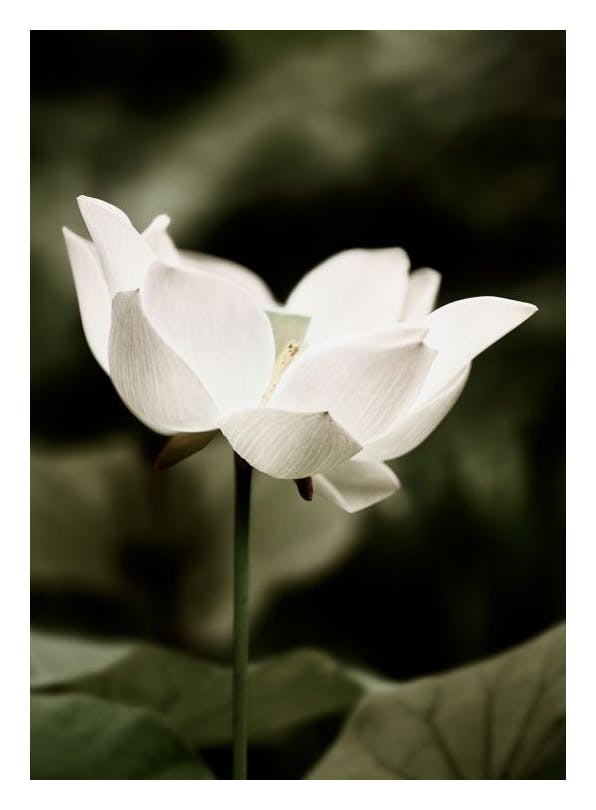 Symbol of Peace Plakat (21x30 cm) - Plakater > Botaniske plakater > Blomsterplakater
