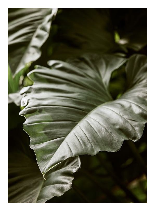 Green Serenity Plakat (50x70 cm)- Rośliny zielone