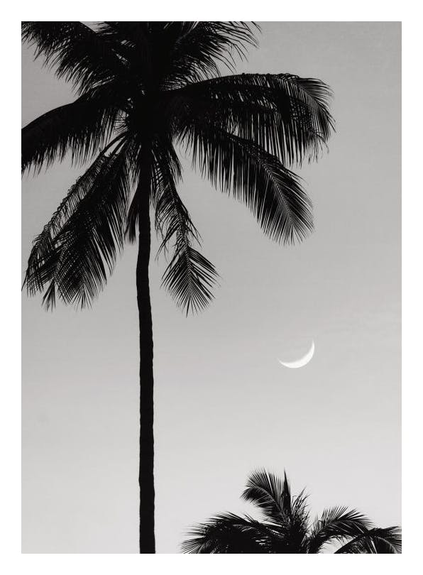 Prints - Moonlit Palms Print (30x40 cm) - Palm prints