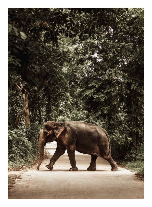 Prints - Path of Giants Print (50x70 cm) - Animal art prints