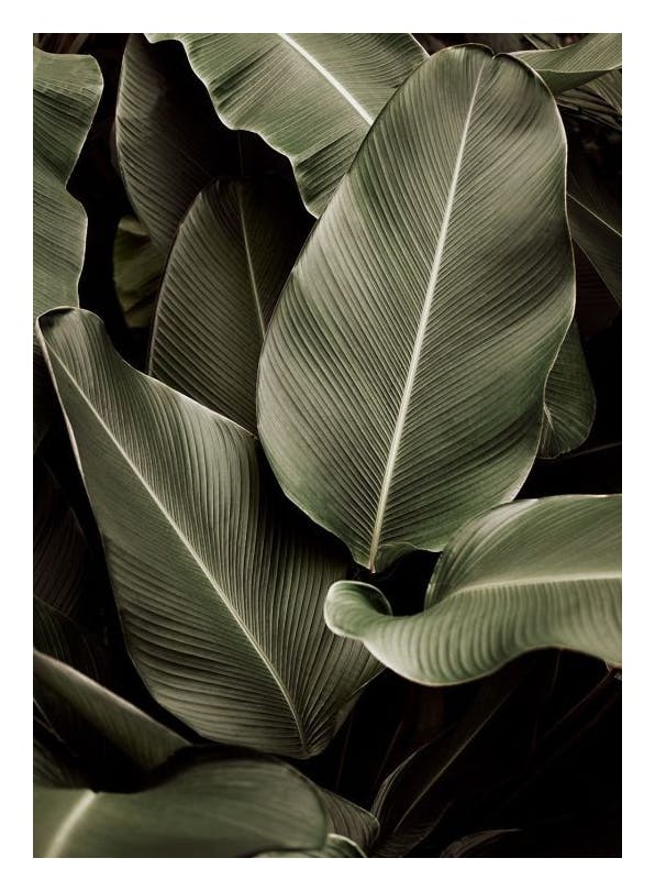 Green Symphony Print (50x70 cm)