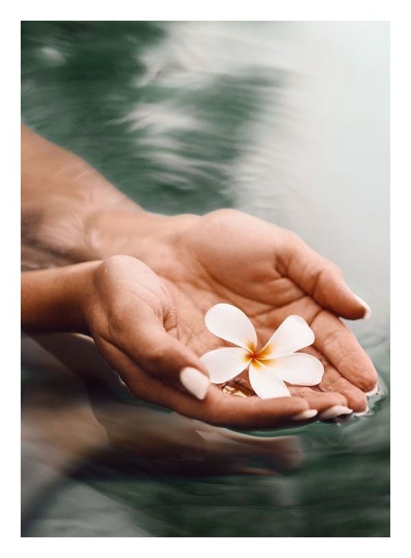 Thai Water Blossom Plakat (50x70 cm)- Plakaty z kwiatami