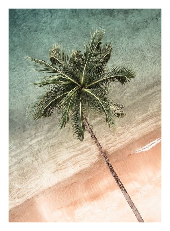 Coastal Crown Plakat (30x40 cm)- Obrazy plaży