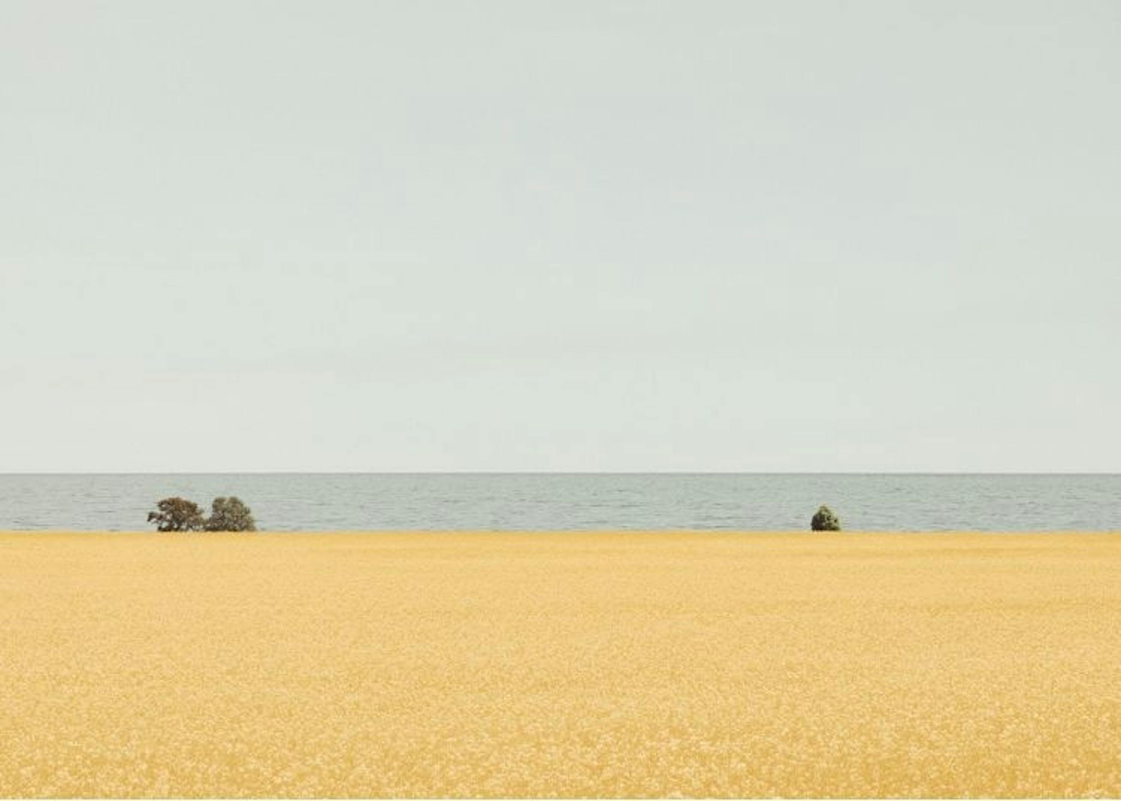 Field of Gold Poster 0