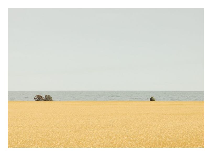 Field of Gold Poster (50x70 cm) -  Poster mit Landschaftsmotiven