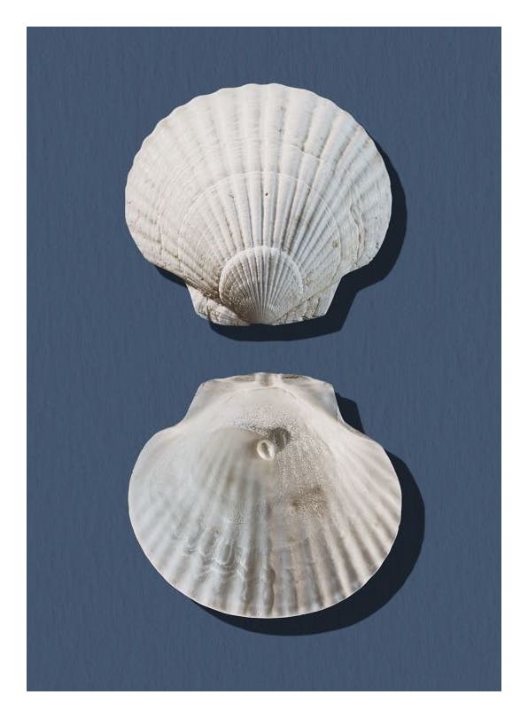 Sea Treasures Poster (50x70 cm) -  Poster mit Meeresmotiven