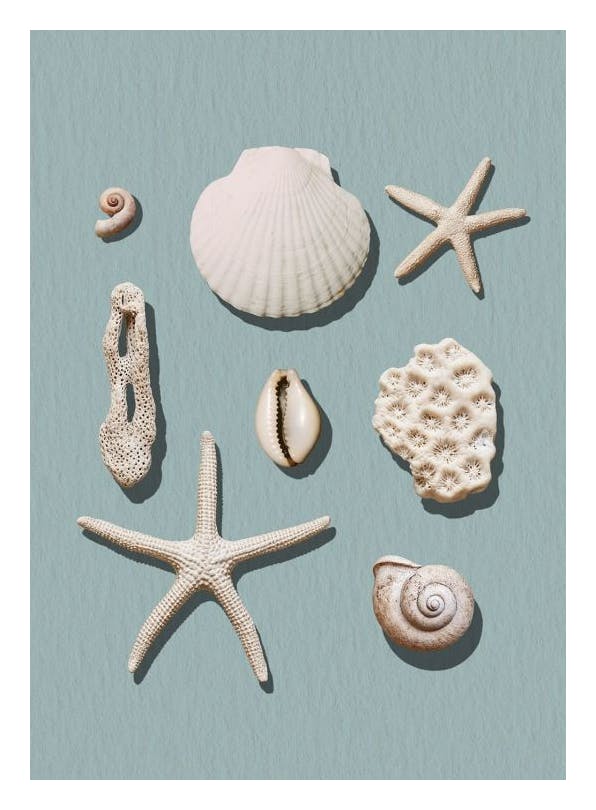 Marine Memories Poster (50x70 cm)