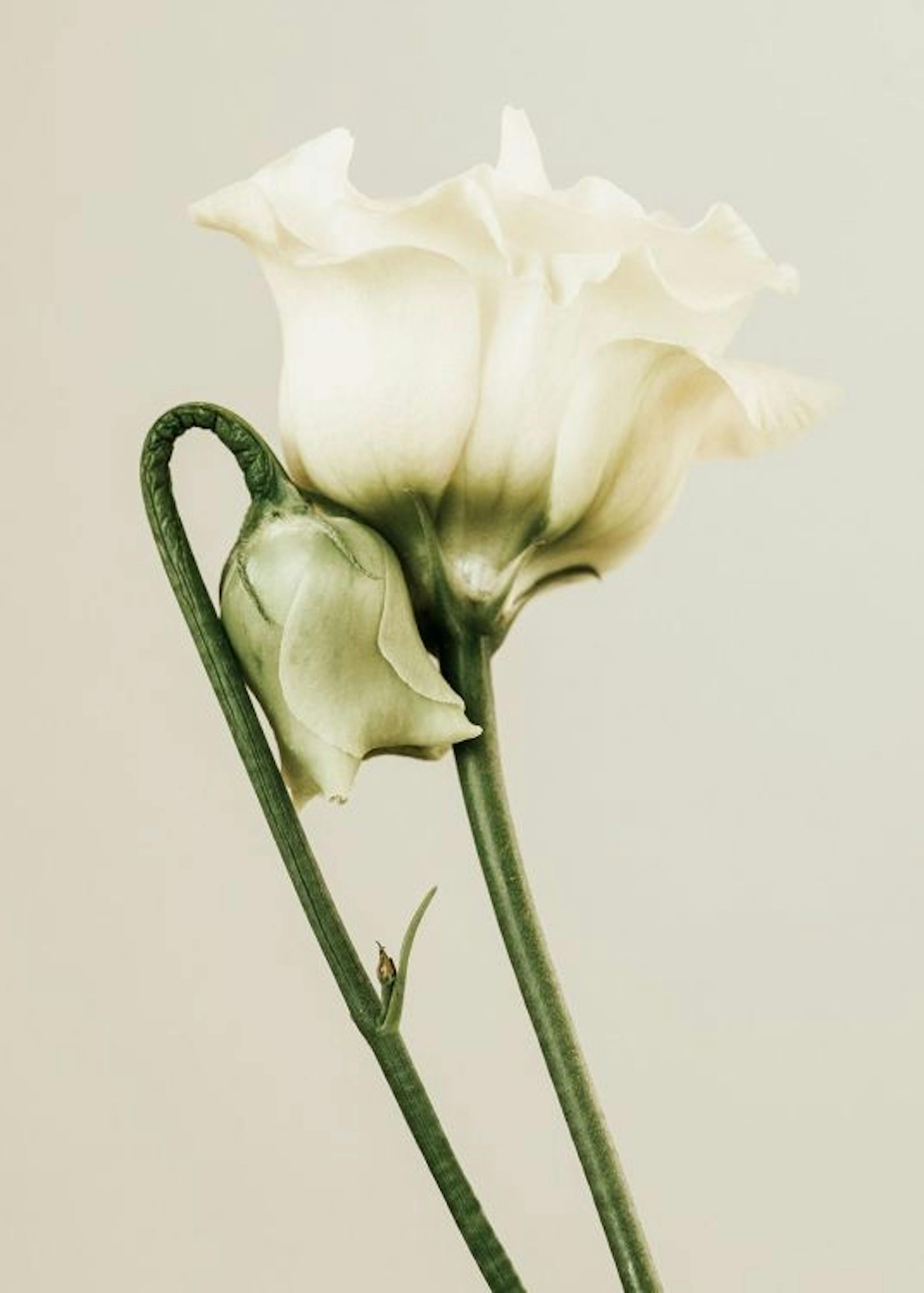 White Lisianthus Poster