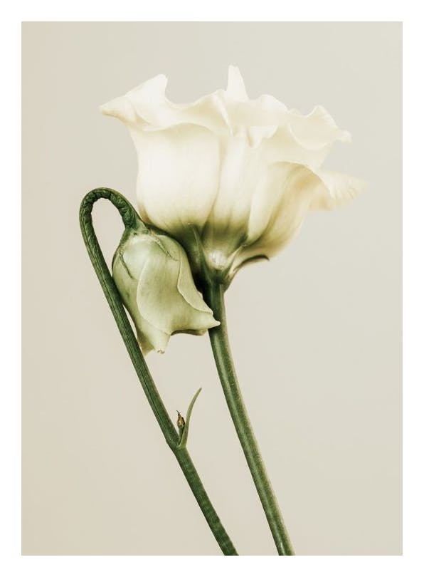 White Lisianthus Affiche (50x70 cm)  Tableaux floraux
