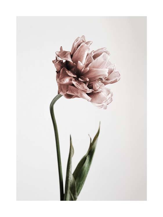 Pink Tulipe No1 Plagát 0