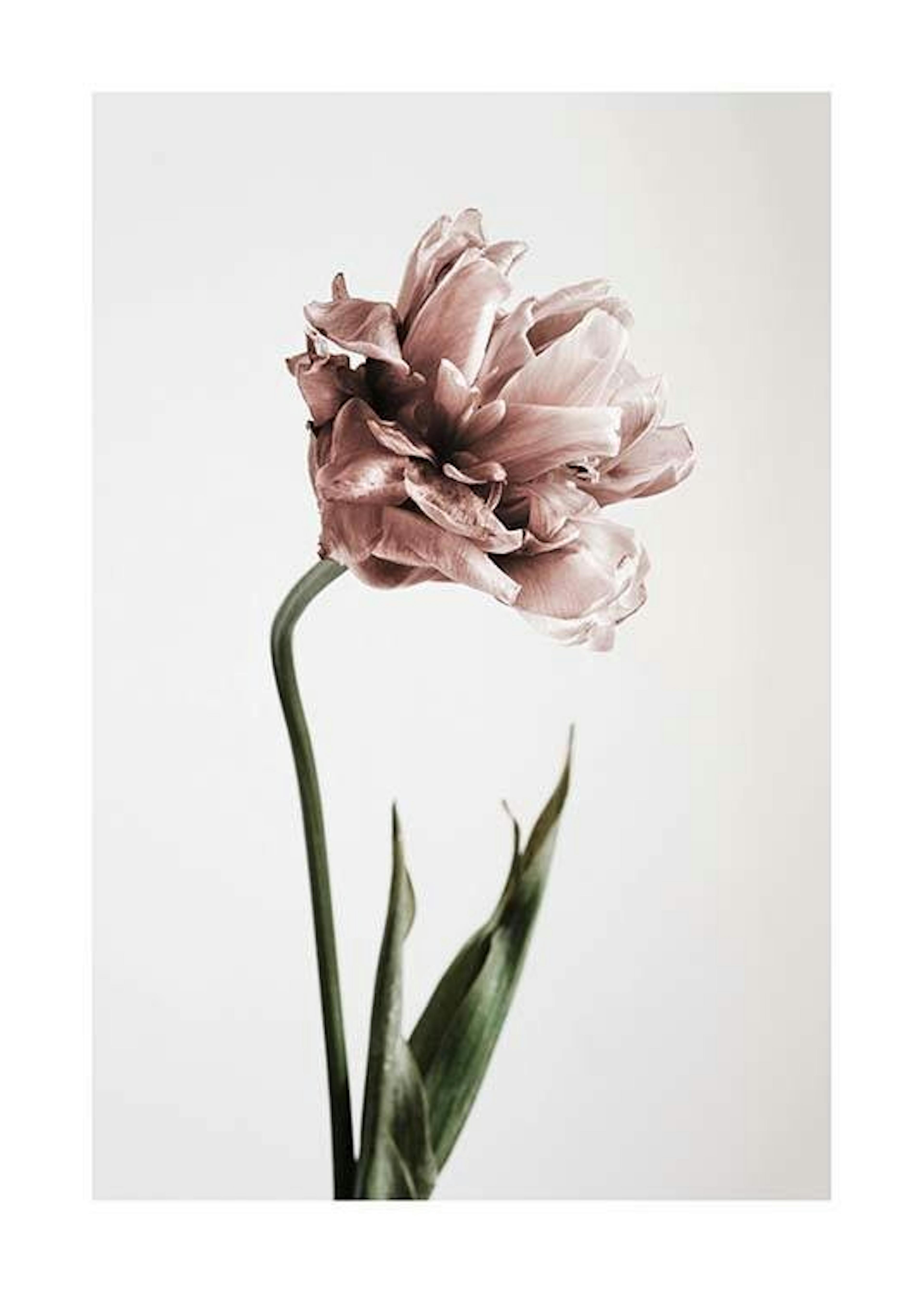 Pink Tulipe No1 Print 0