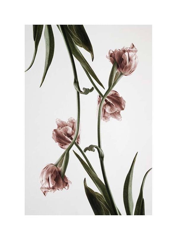 Pink Tulipe No2 Poster (50x70 cm)