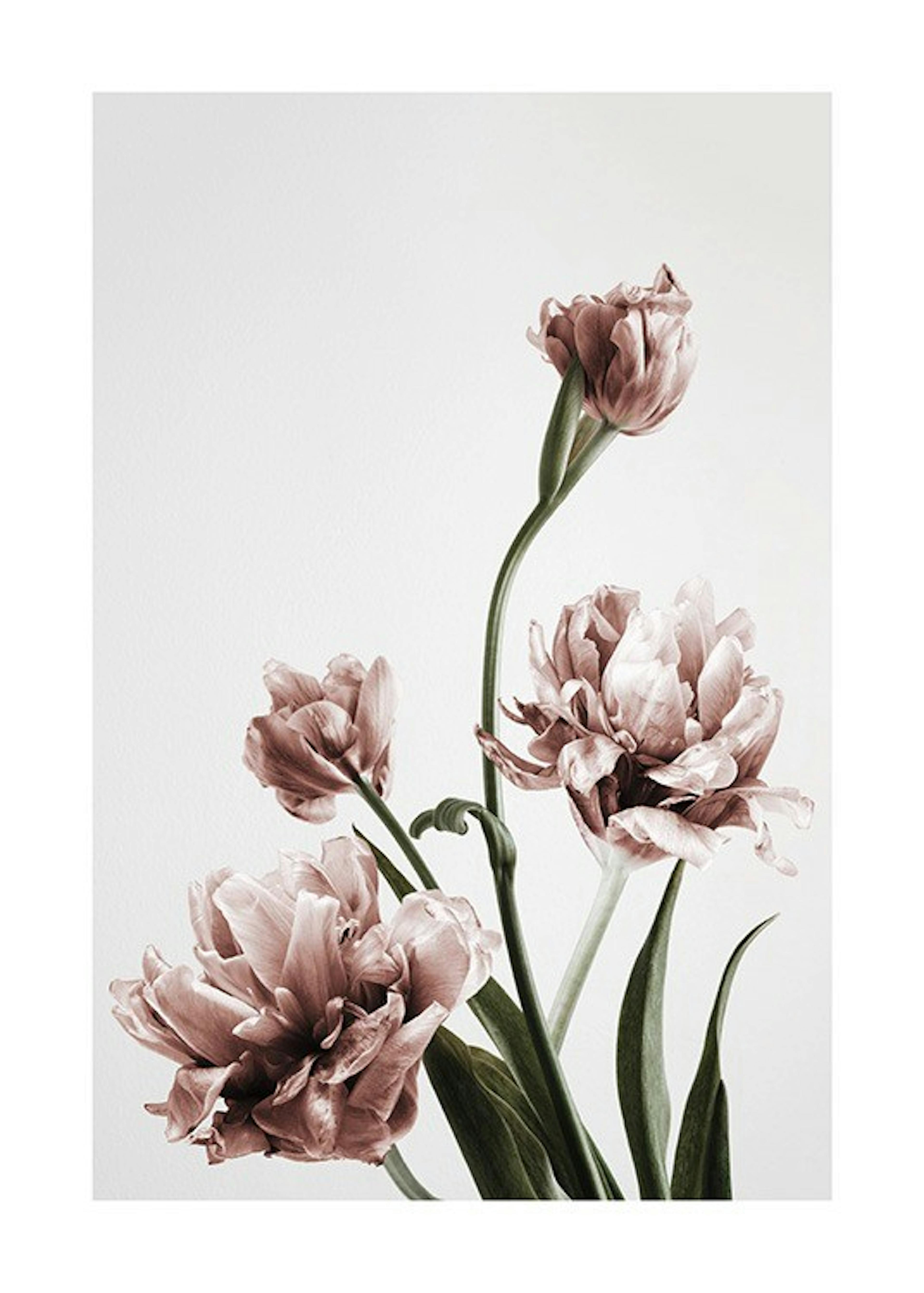 Pink Tulipe No3 Print 0