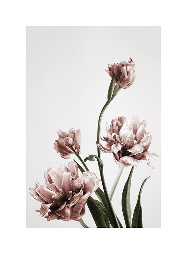 Pink Tulipe No3 Plakat (21x30 cm)- Fotografia