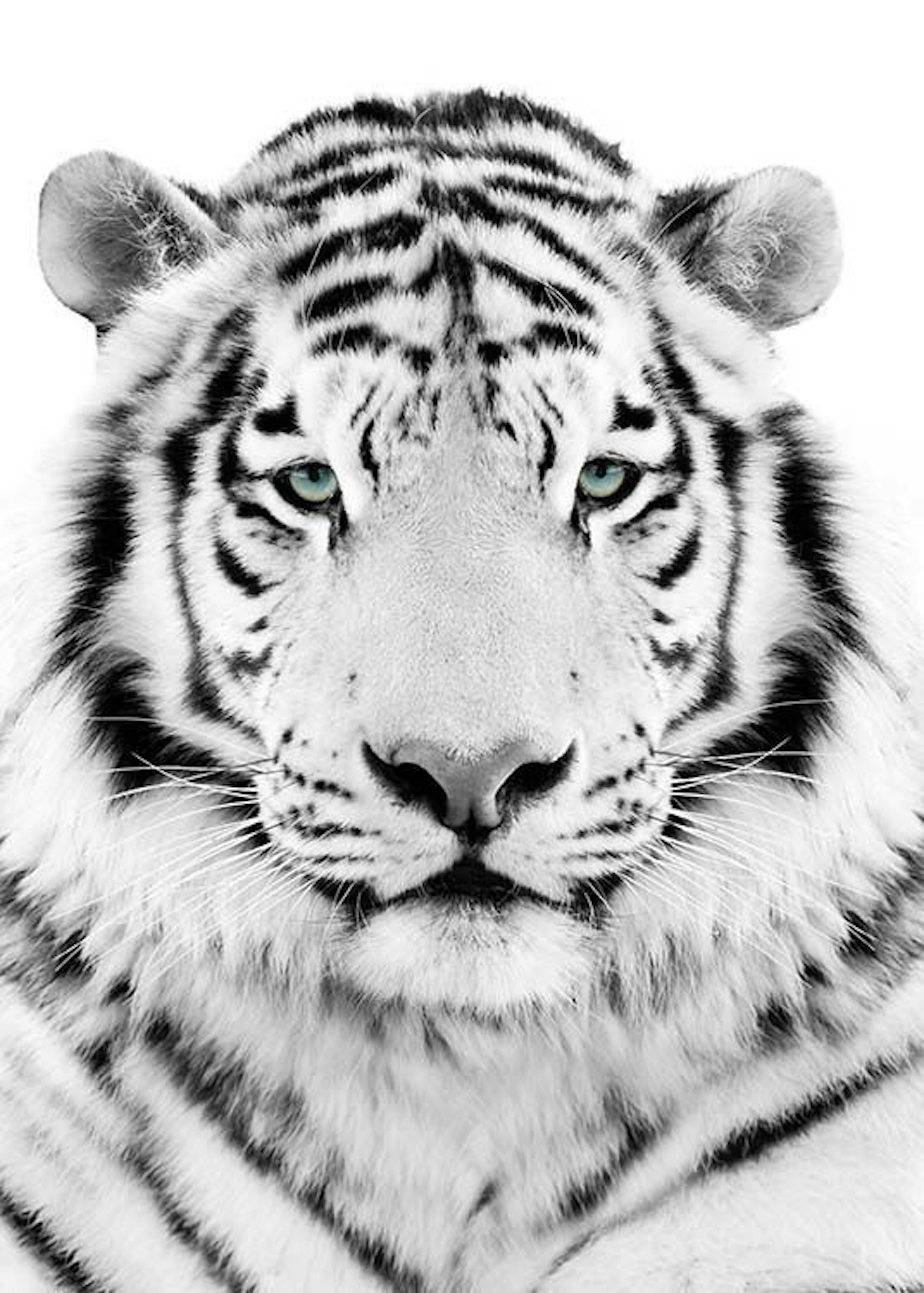 White Tiger Poster