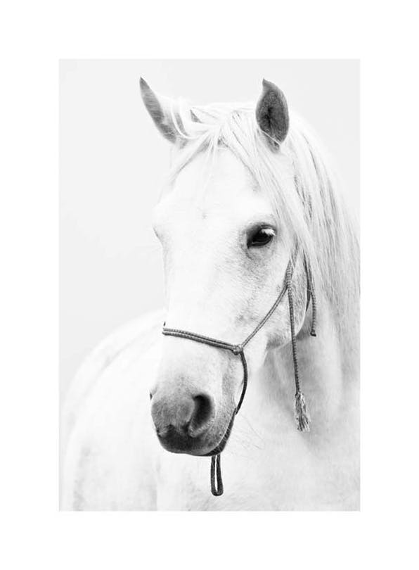 White horse portrait Poster (30x40 cm)