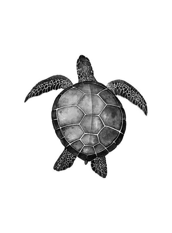 Prints - Turtle Print (50x70 cm) - Black & white prints