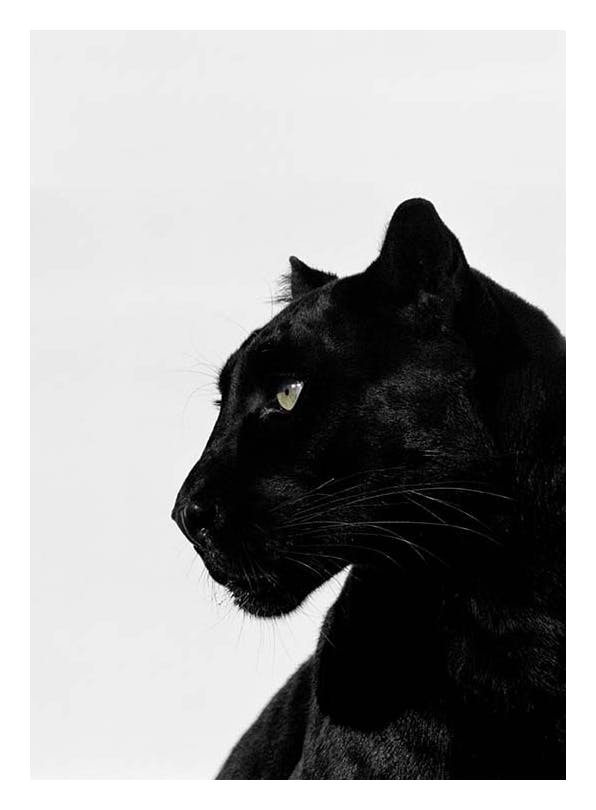 Black Panther Plakat (30x40 cm)- Fotografia