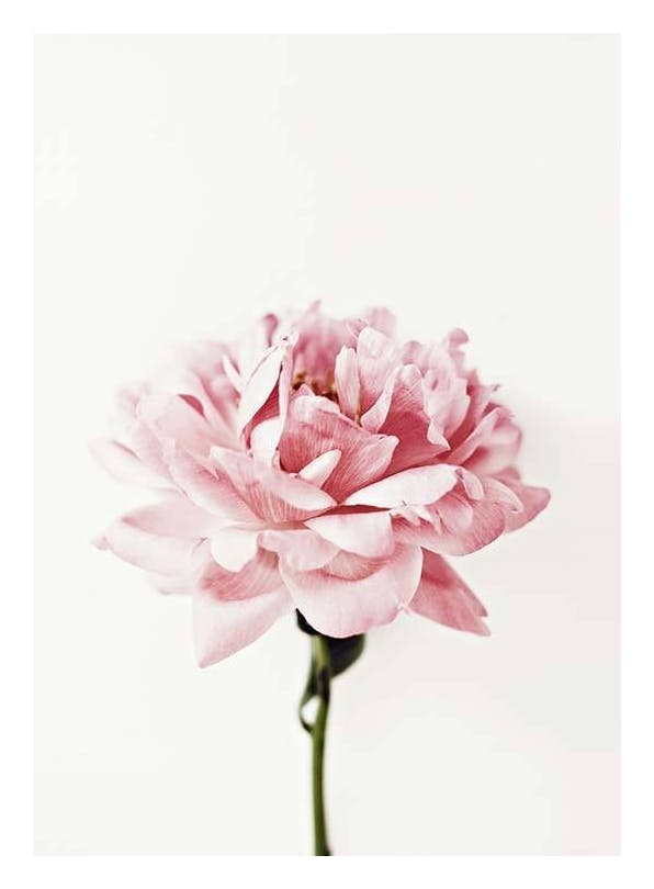 Pink Peony Poster (50x70 cm) - Bloemen