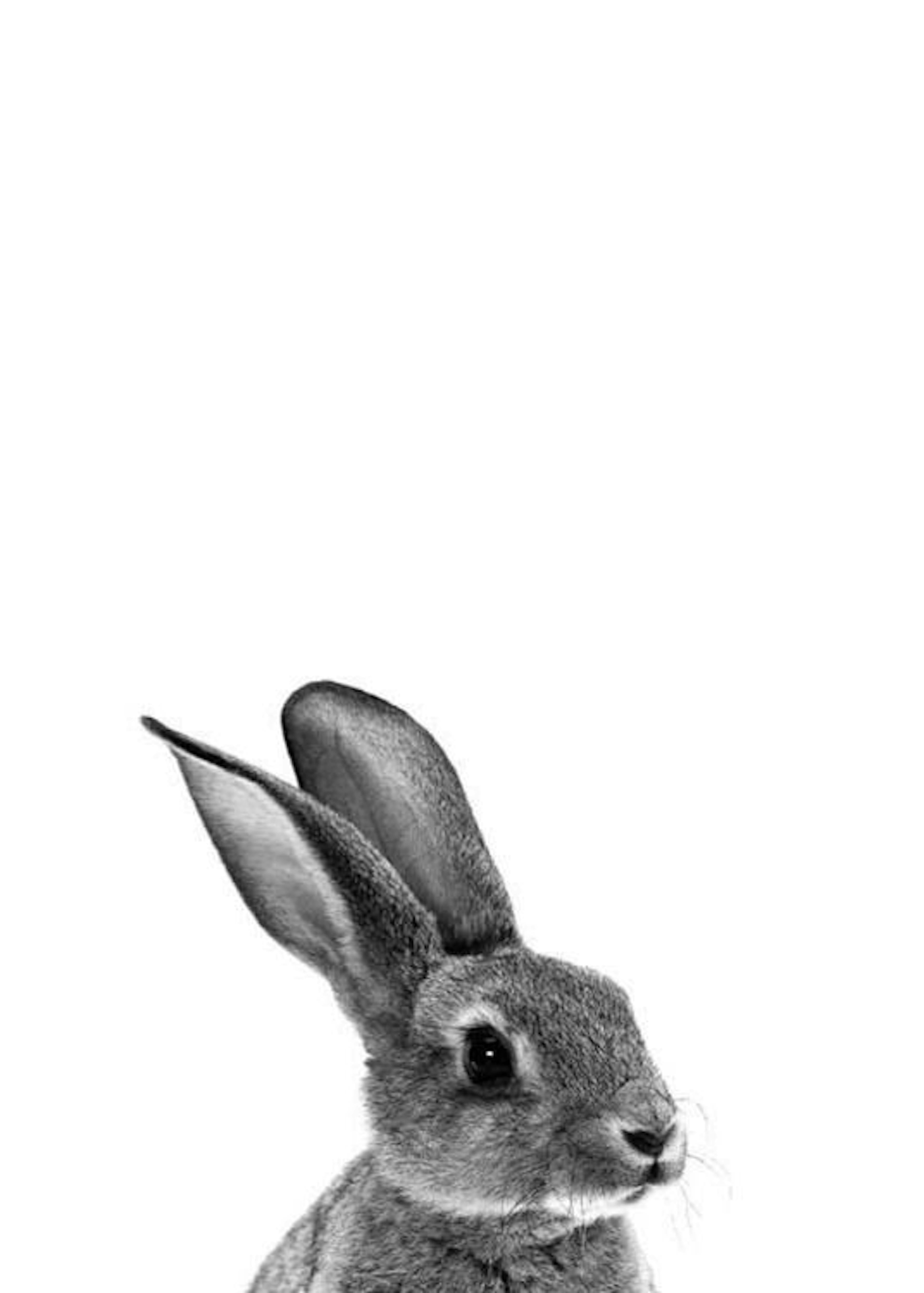 Grey Bunny Plakat