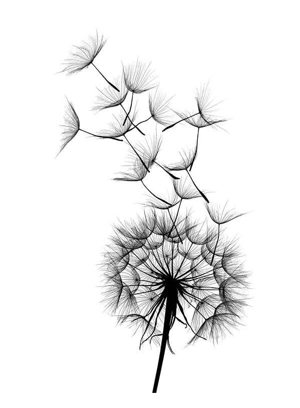 Dandelion No2 Poster (50x70 cm) - Illustraties