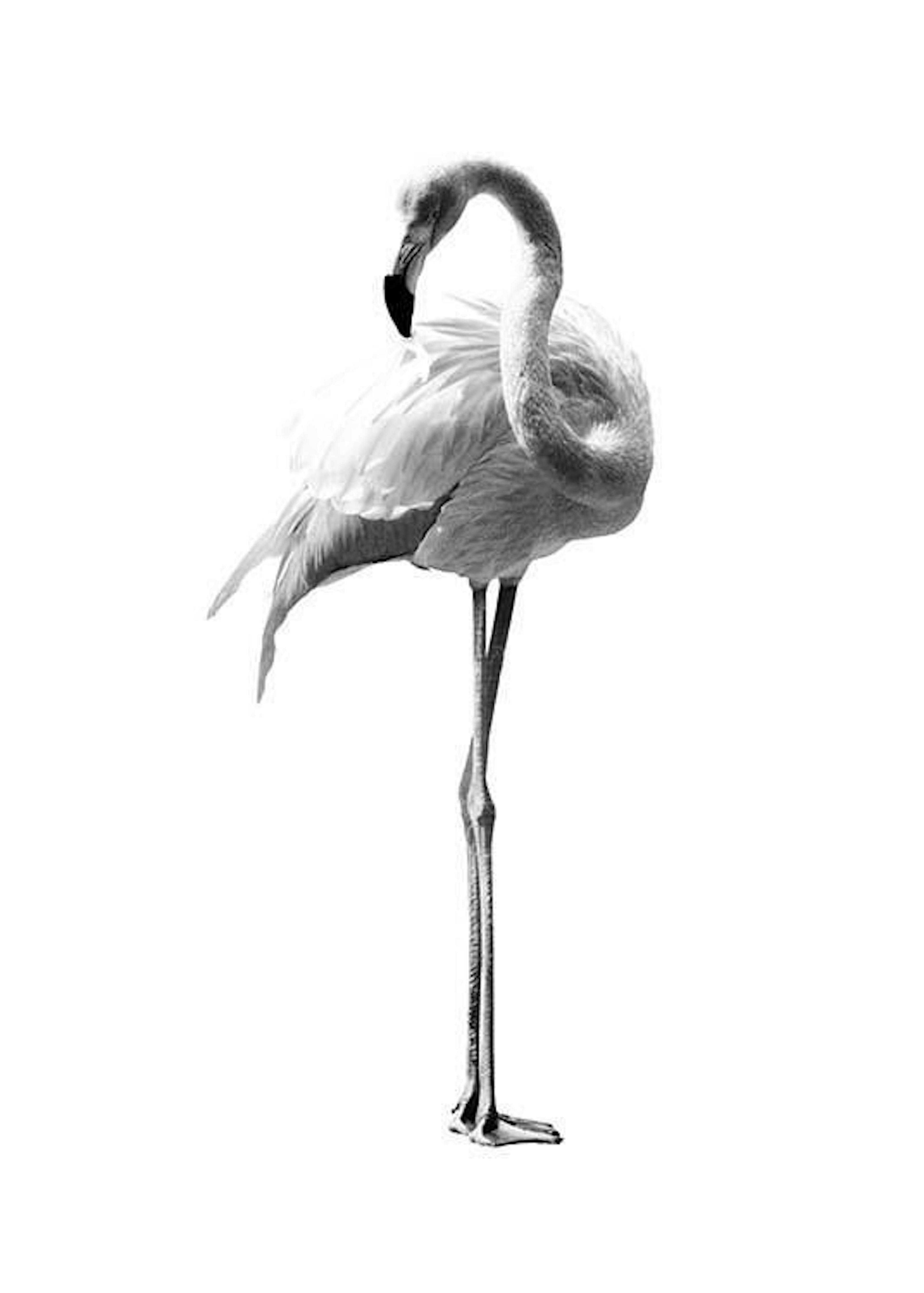 Flamingo Black And White Print 0