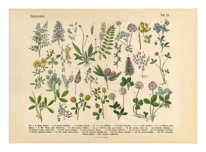 Victorian Garden No1 Poster (30x40 cm) - Vintage posters