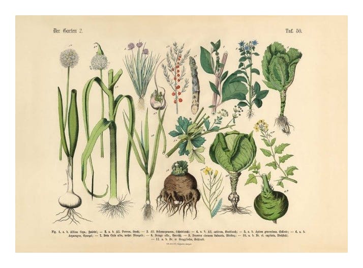Victorian Garden No2 Print (30x40 cm)- Vintage posters