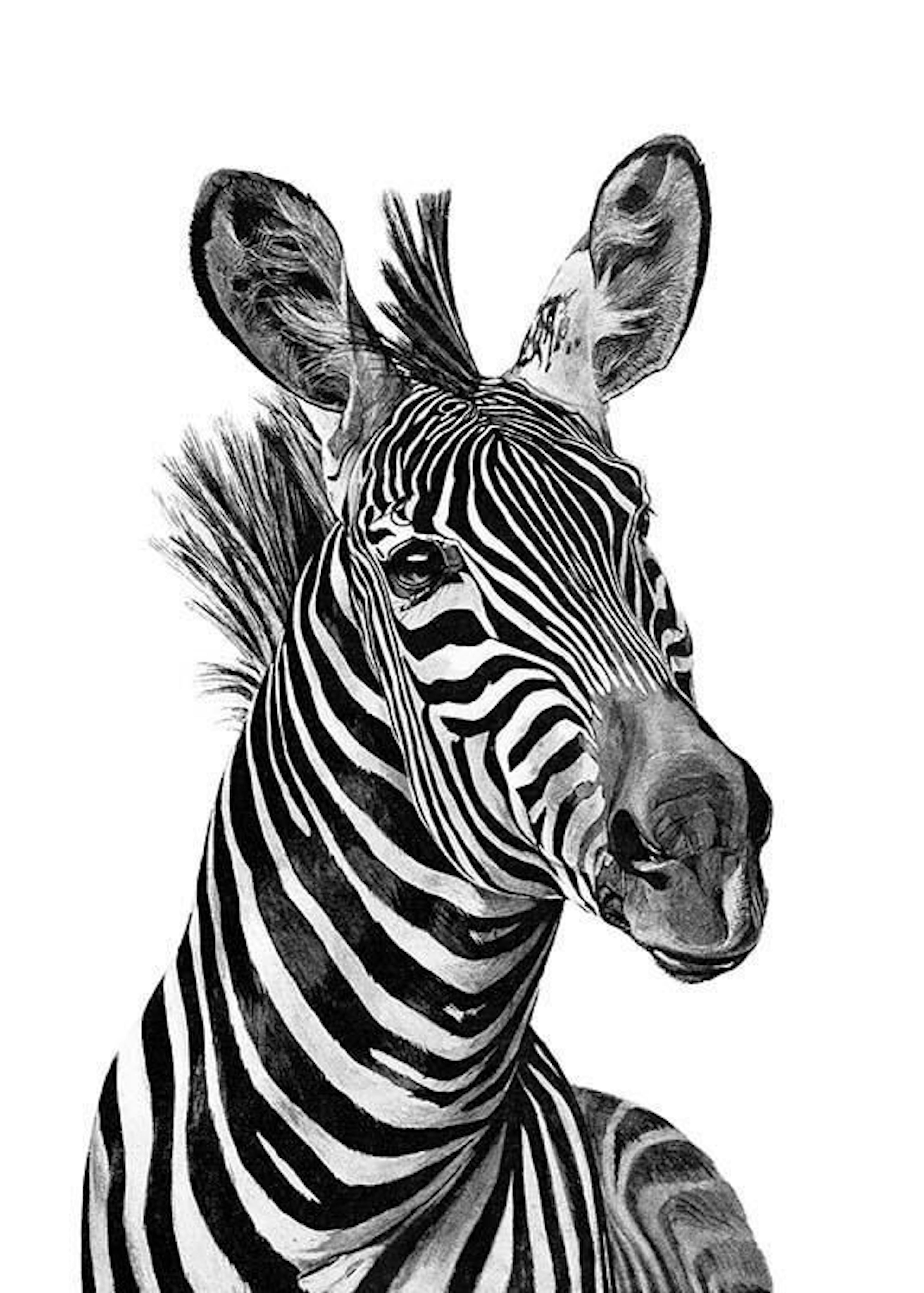 Zebra Black And White Print