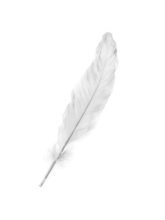 White Feather Affiche 0