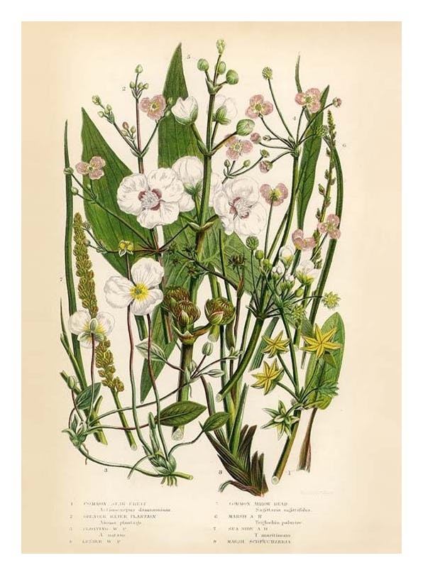 Vintage Flowers One Plakat (30x40 cm)- Plakaty retro