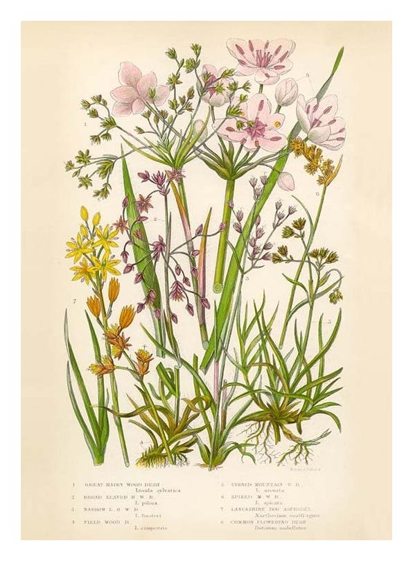 Vintage Flowers Two Print (21x30 cm)- Vintage posters
