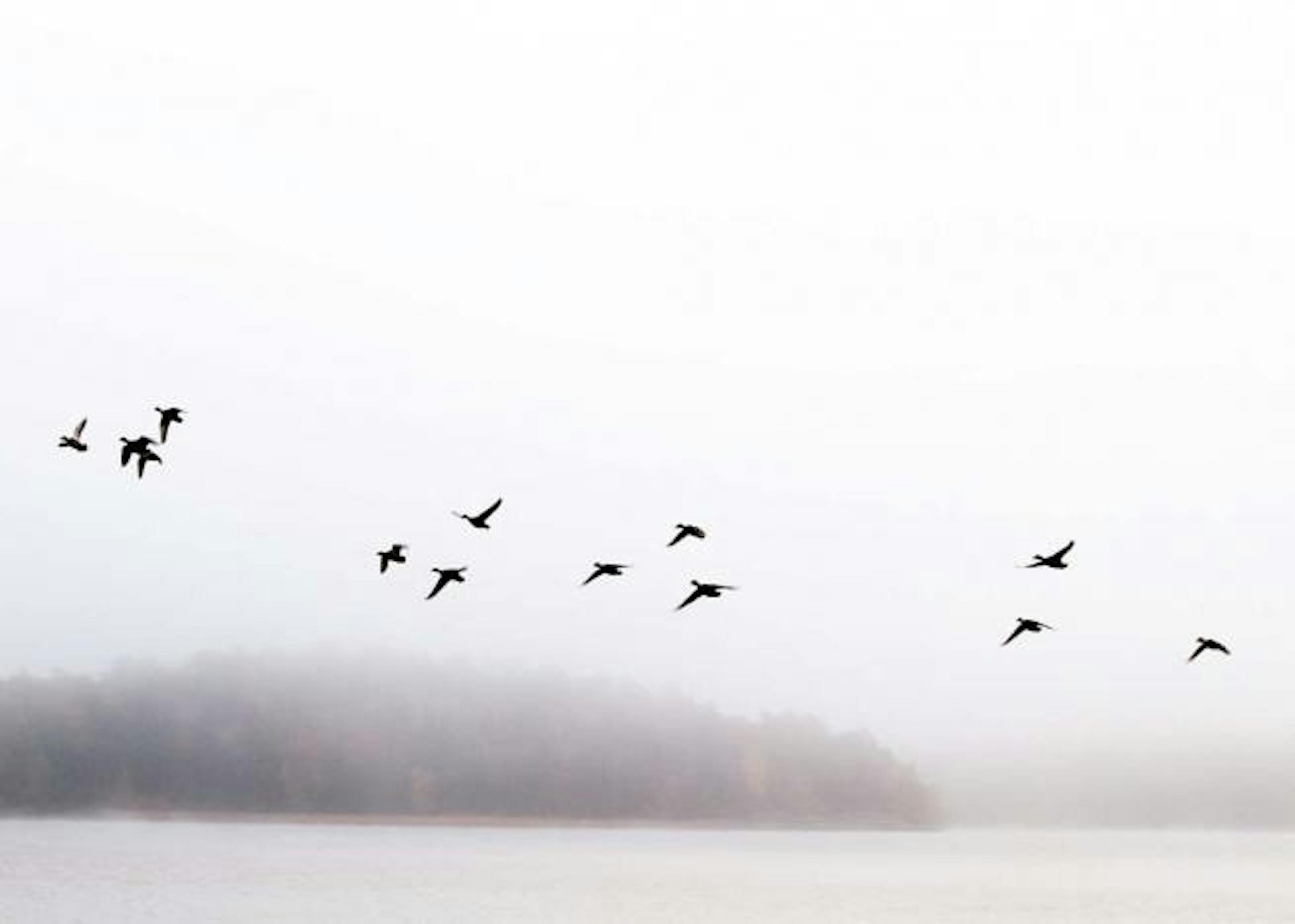 Birds Over Lake Print