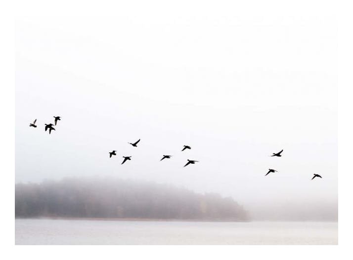 Birds Over Lake Poster (50x70 cm) - Natuur posters