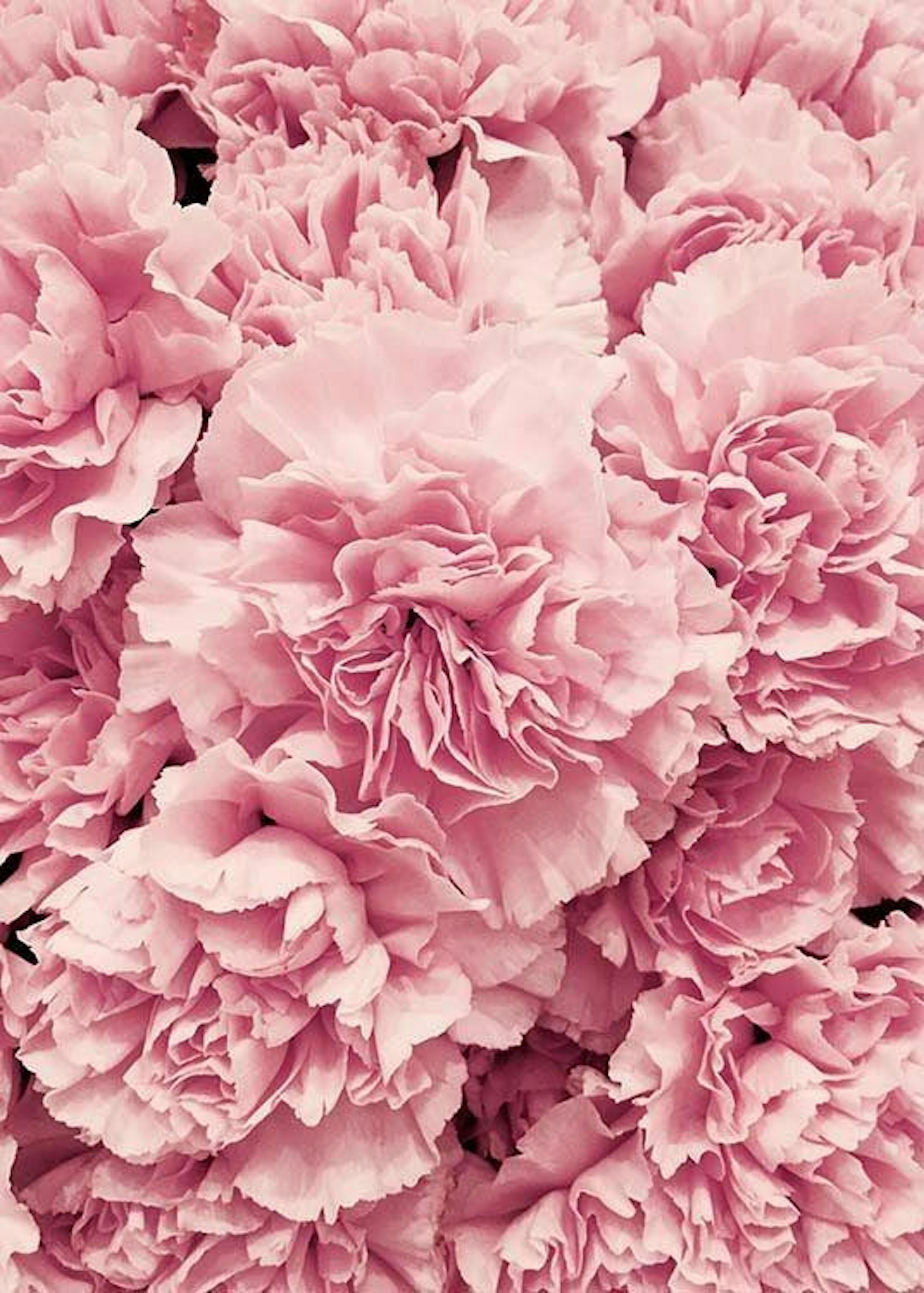 Peonies Juliste