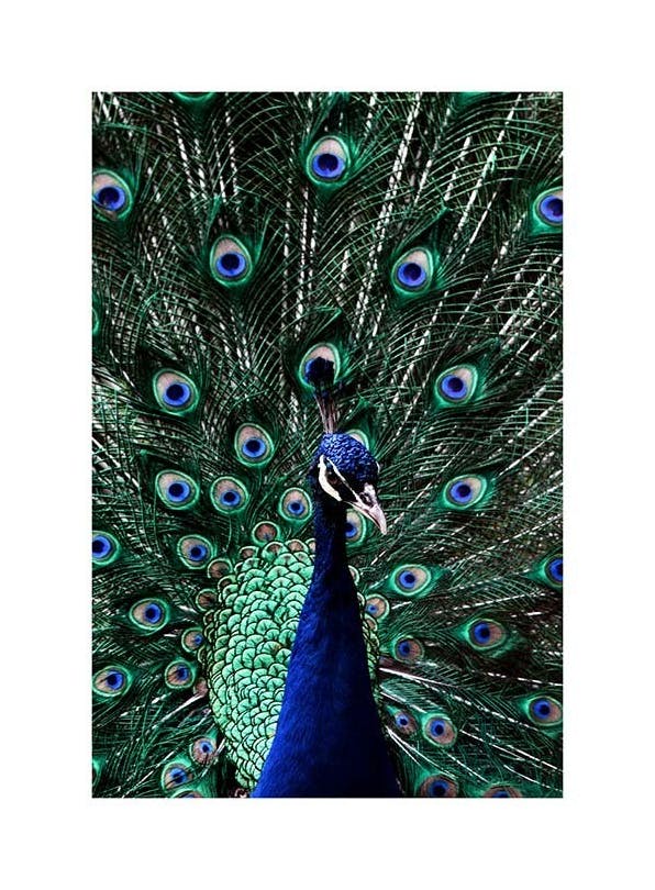 Peacock Poster (30x40 cm)