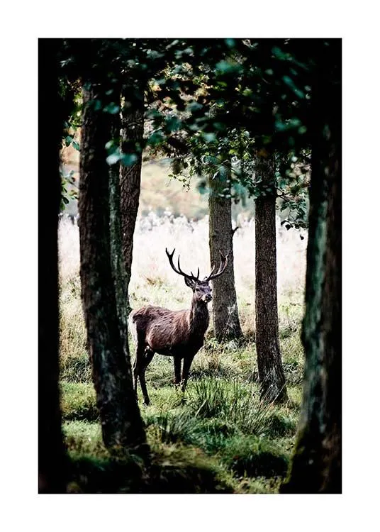 Stag In Forest Plagát 0