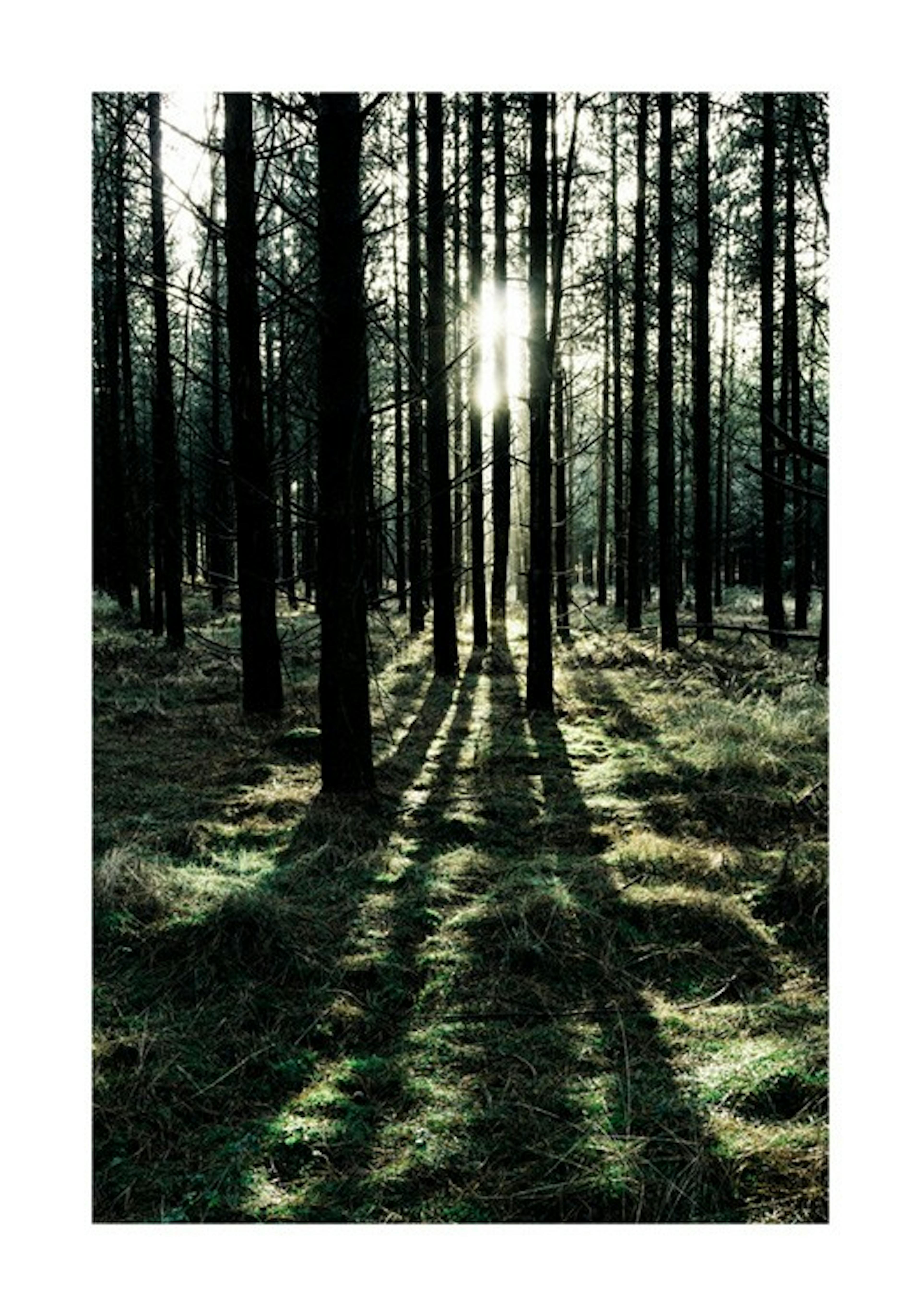 Sunlight In Forest Print 0